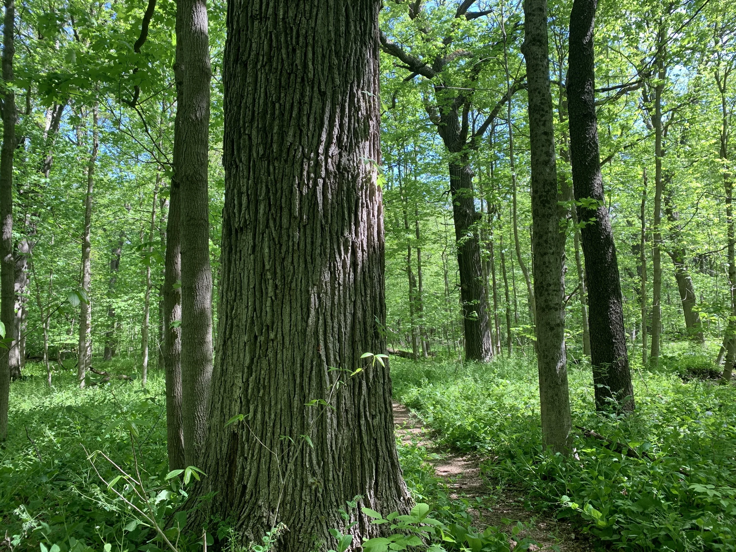 IL Pilcher Park Nature Center — Old-Growth Forest Network